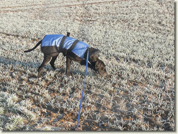 Letztes Bild erreicht